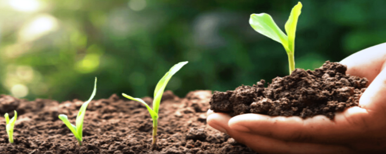 JAGUAR AGRO SEEDS PVT LTD